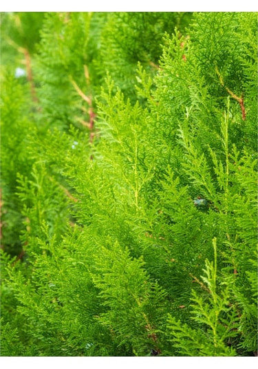 Ithal Limoni Selvi Limon 30 50 Cm 1 Adet Tüplü Dış Mekan Bitkisi Cupressus Macrocarpa