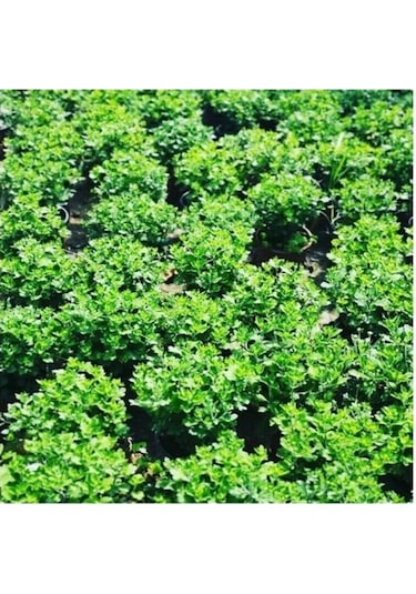 Kasımpatı Krizantem Chrysanthemum Çiçeği Fidanı 2'li Set Pembe Sarı