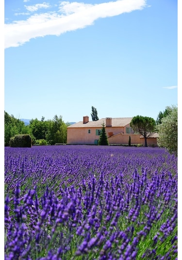 Ingiliz Lavanta Tohumu Lavandula Angustifolia