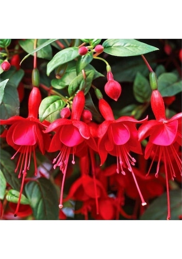 Küpeli Çiçeği Tohumu 5 Adet Tohum Çiçek Tohumu