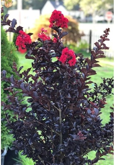 Oya Ağacı Siyah Yapraklı Kırmızı Çiçekli Oya Ağacı 1-2 Yaş