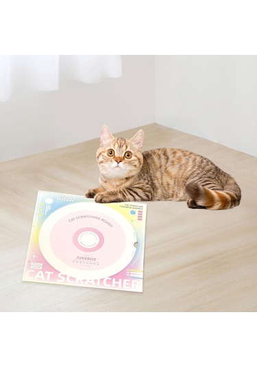 Suntek Kapalı Alandaki Kediler Yavru Kedi Eğitimi Için