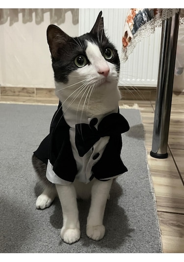 Gobo Papyonlu Smokin Damatlık Kedi Köpek Giyim Takım Elbise