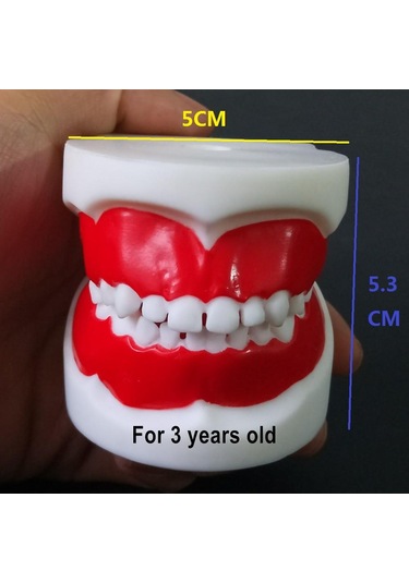 1 Adet Çocuklar İçin Diş Eğitim Modeli/Standart Diş Çocuk Diş Modeli Çocuk Diş Diş Modeli Öğretim Eğitim Ağız Bakımı 1 Piece For 3 Years Old