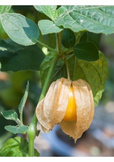 Süper Paket Altın Çilek Tohumu Kaz Üzümü Yer Çileği Tohumu 65 Adet Tohum