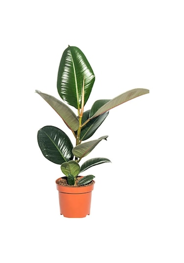 Yeşil Parlak Yapraklı Kauçuk Çiçeği 1 Adet Saksılı 20-45cm Ficus Elastica