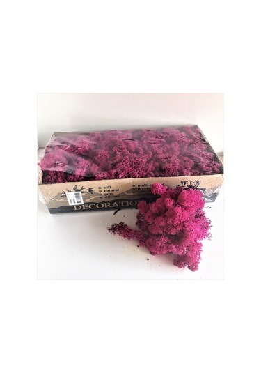 Trend Bahçe Reindeer Moss Erica Mürdüm Şoklanmış Norveç Yosunu 500 G
