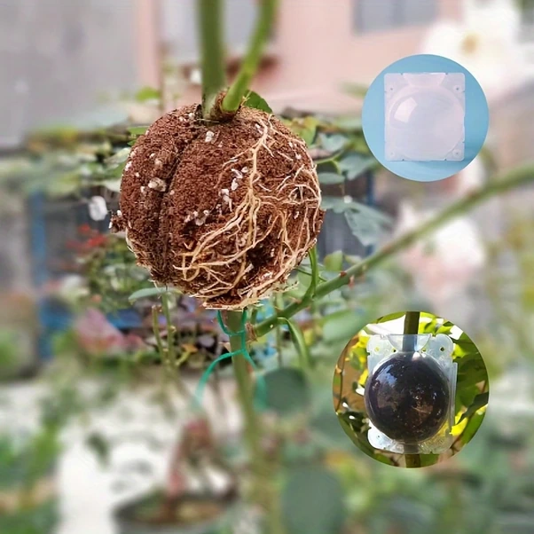 Chuangyinshop 10 Adet Bitki Aşılama Kutusu, Yüksek Basınçlı Köklendirme Ve Aşılama Propagatörü