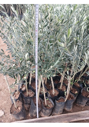 1 Yaş Gemlik Trilye Zeytin Fidanı
