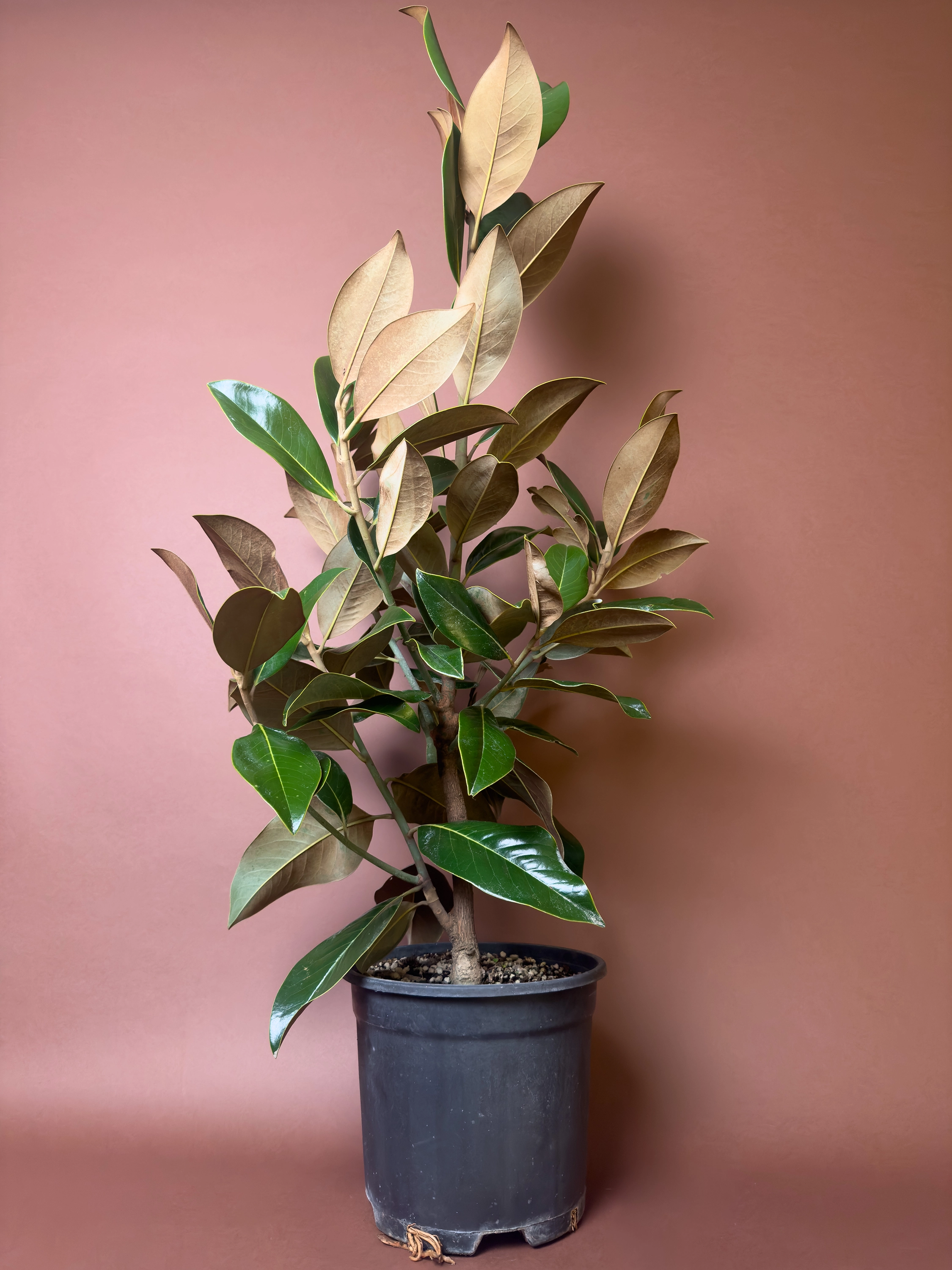 Manolya Magnolia Grandiflora 100 Cm Parlak Yapraklı Form