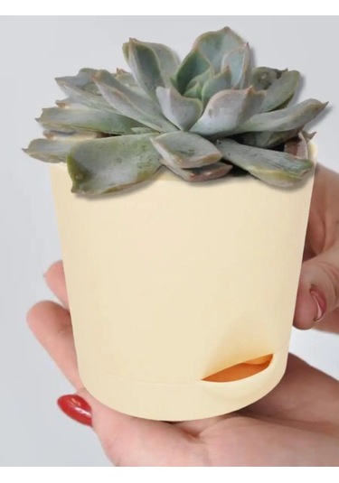 Interm Menekşe Fideleri İçin Tabaklı Çiçek Saksıları 5'li S 105636636