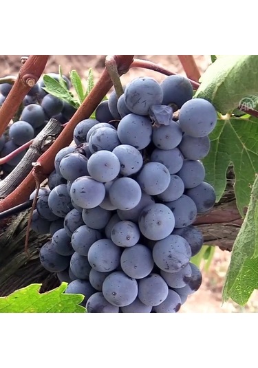 Nadir Papaz Karası Üzümü Fidanı