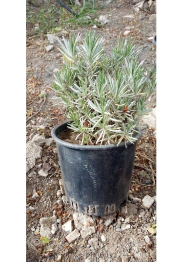 Saksıda Intermedia Lavanta Fidanı 10-20 Cm