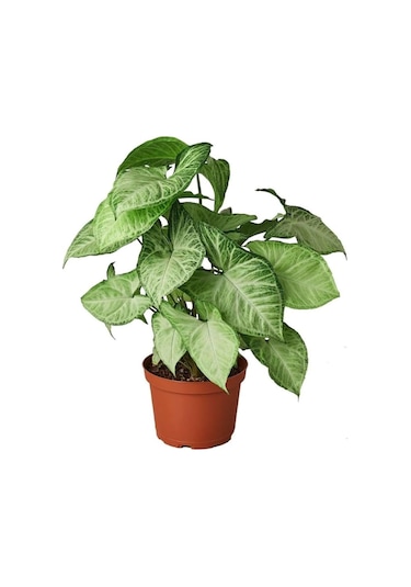 Melek Kanadı Çiçeği Syngonium Podophyllum