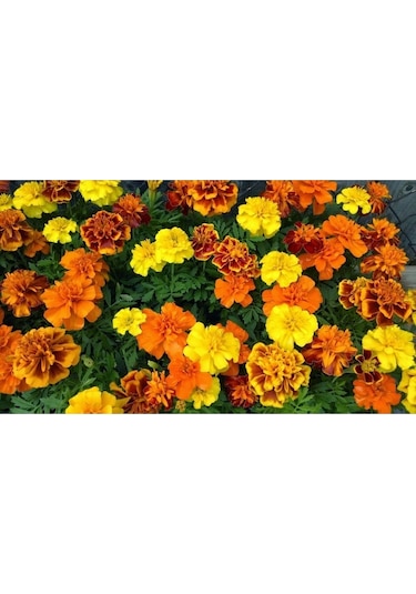 Fransız Kadife Çiçeği Tohumu Bodur Petite Serisi Karışım Tagetes