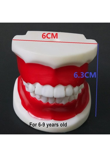 1 Adet Çocuklar İçin Diş Eğitim Modeli/Standart Diş Çocuk Diş Modeli Çocuk Diş Diş Modeli Öğretim Eğitim Ağız Bakımı 1 Pc For 6-9 Years Old