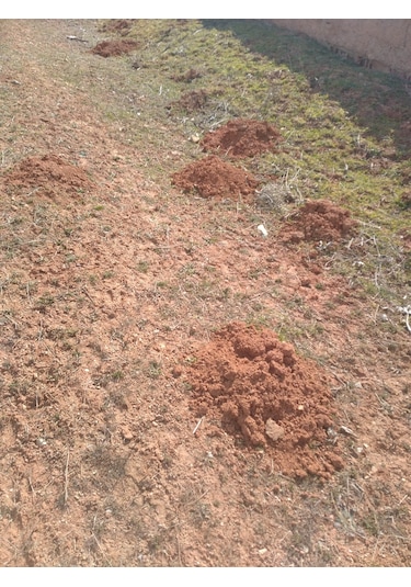 Kösnü Köstebek Ocağı Toprağı