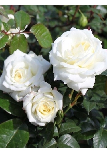 Gül Fidanı Rosa Laxa - Beyaz