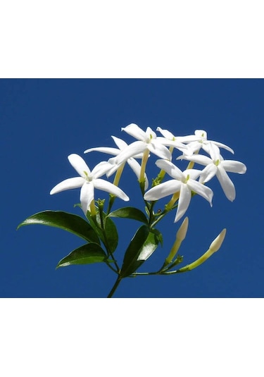 Yaprakları Ve Güzelliğiyle Mest Eden Tüplü Arap Yasemini Fidanı