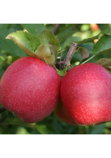 Pink Lady Elma Fidanı Aşılı - 2 Yaş Açık Köklü  80-100 Cm
