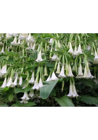 Beyaz Angel Trumpet Tohumu 3 Tohum Meleklerin Borozanı +