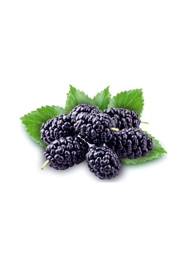 Karadut Tohumu Dev Karadut Tohumu 5 Adet Tohum