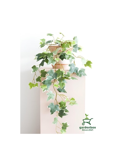 Alacalı Hedera Helix Sarmaşık 1 Adet Saksılı 30-60cm