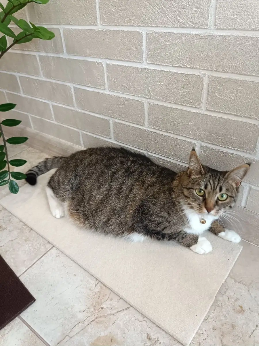 Moca İki Taraflı Köşe Duvar Tipi Kedi Tırmalama Tahtası 60x24cm 61953559