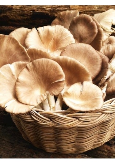 İstiridye Kavak Mantarı Tohumu Mantar Tohumu 1 Kg