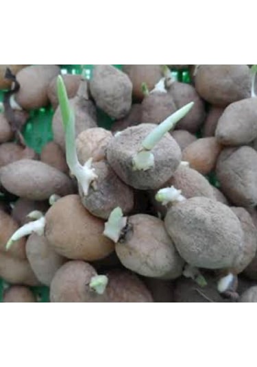 Dogal Salep Fidanı 25 Adet