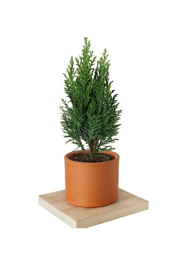 Elwodi ağaç fidanı [2 yaşında ] tüplü