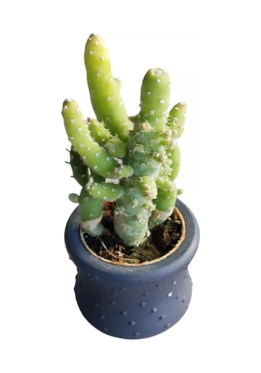 Hediyelik Kaktüs Opuntia Subulata (5.5 cm Beton Saksı HEDİYELİ)