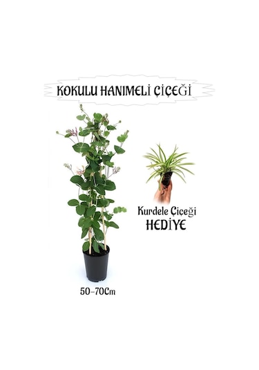 Mis Kokulu Hanımeli Çiçeği 1 Adet+kurdele Çiçeği Peyzaj Seti