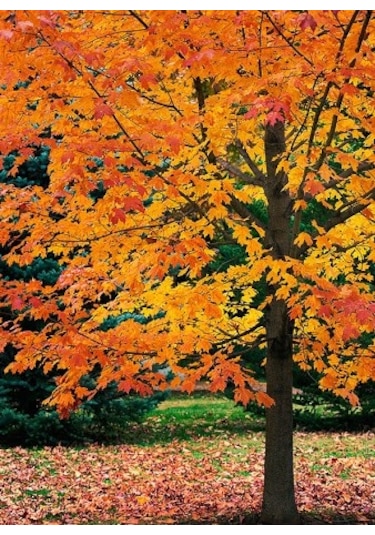 Akçaağaç Fidanı - Acer Platanoides