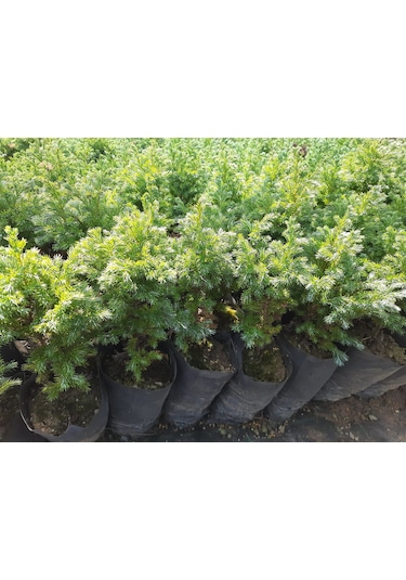 Boulevard Savara Yer Örtücü Yalancı Servi Fidanı 1-2 Yaş Arası