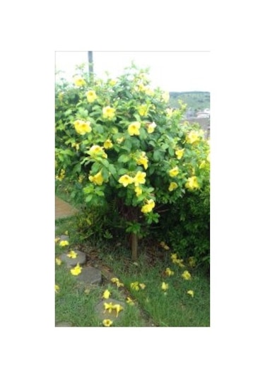 Sarı Acem Borusu Ağacı Tohumu[5 Adet Tohum]