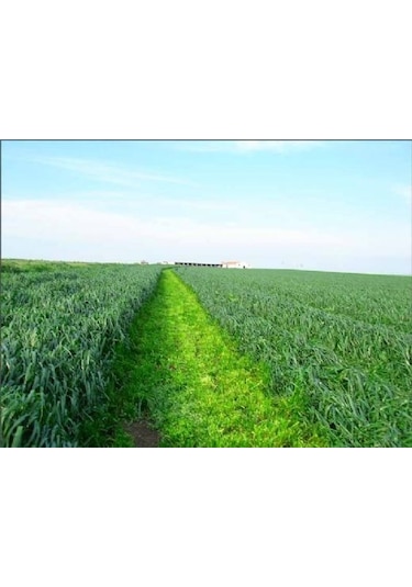 ReyGRass Otu Süt Otu Tohumu 5 KG