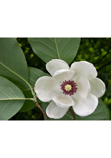 Manolya Fıdanı 90-120 Cm. Tüplü 12 Ay Dikilebilir