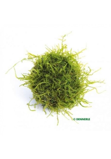 Y-moss "vantuzlu Topa Tutturulmuş Karides Yuvası / 47500