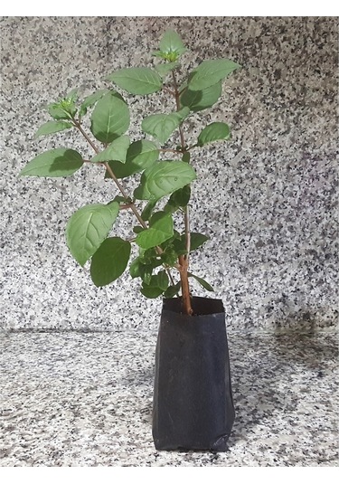 Mis Kokulu Beyaz Çiçekli Filbahri Çiçeği Fidesi, Tüplü Fide