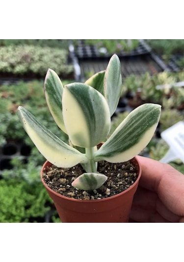 Serada Decor Plant Crassula Ovata Variegata Para Ağacı Jade Plant