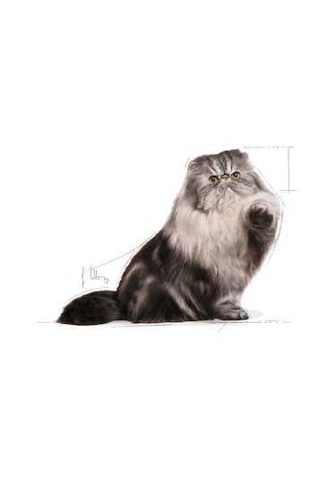Royal Canin Adult Persian Yetişkin Kedi Maması 2 KG