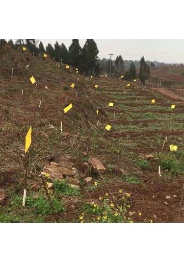 Geeroyoo Orman Bahçe Sebze Bahçesi İçin 20x25cm Sarı Çift Taraflı Tutkal Trapları - 20 Adet + Rastgele Renkli Bağlama İpi