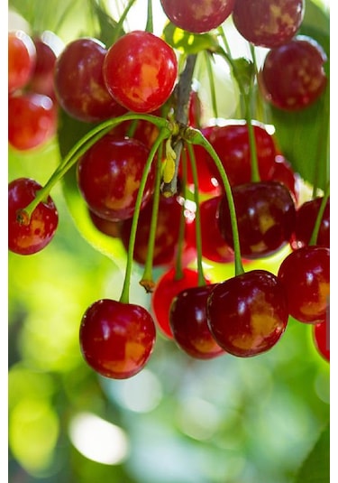 Yarı Bodur Vişne Fidanı 3 Yaş