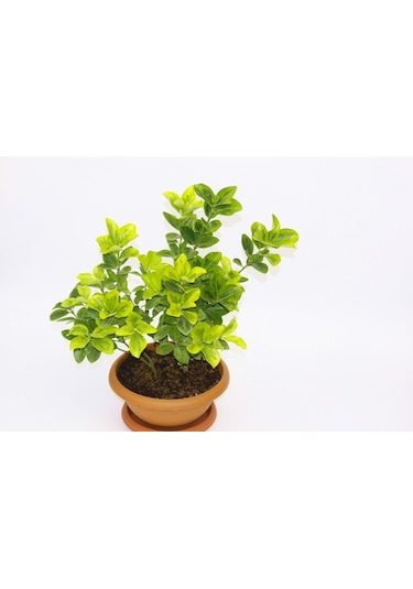 Bonsai Euonymus Japonica Aurea Ev Ofis Bitkisi