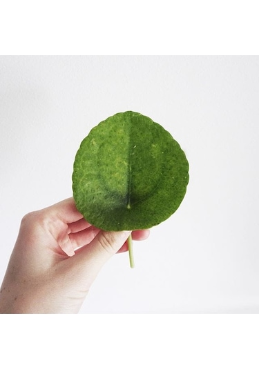 Pilea Peperomioides-çin Para Bitkisi