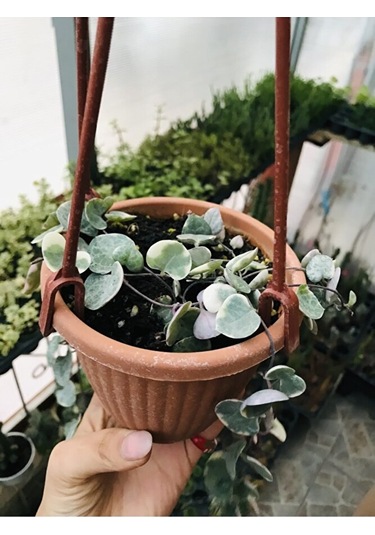 Ceropegia Woodi Pembe Askılı Saksıda