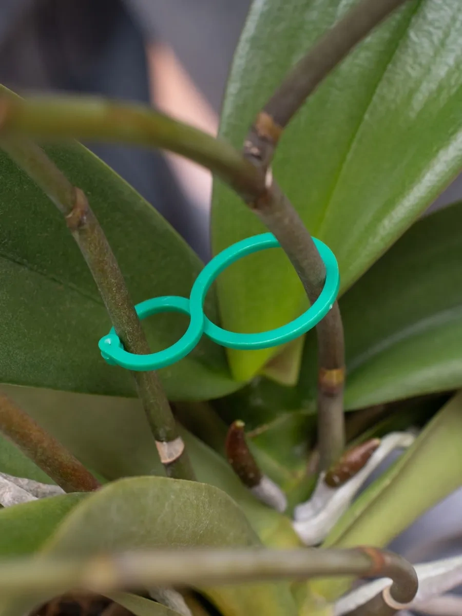 Buzzing Bitki Tutucu 242941184