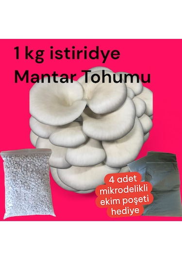 İstiridye Mantar Tohumu 1 Kg 4 Adet Ekim Poşeti Hediyeli 1 adet