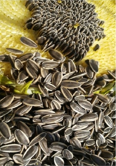 Paraketler İçin Alaca Ala Çizgili Çekirdek Küçük Taneli 3 KG